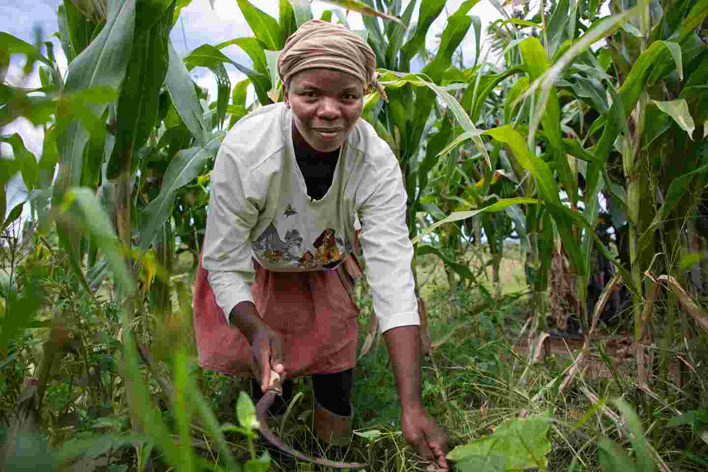 En kvinna skördar majs.