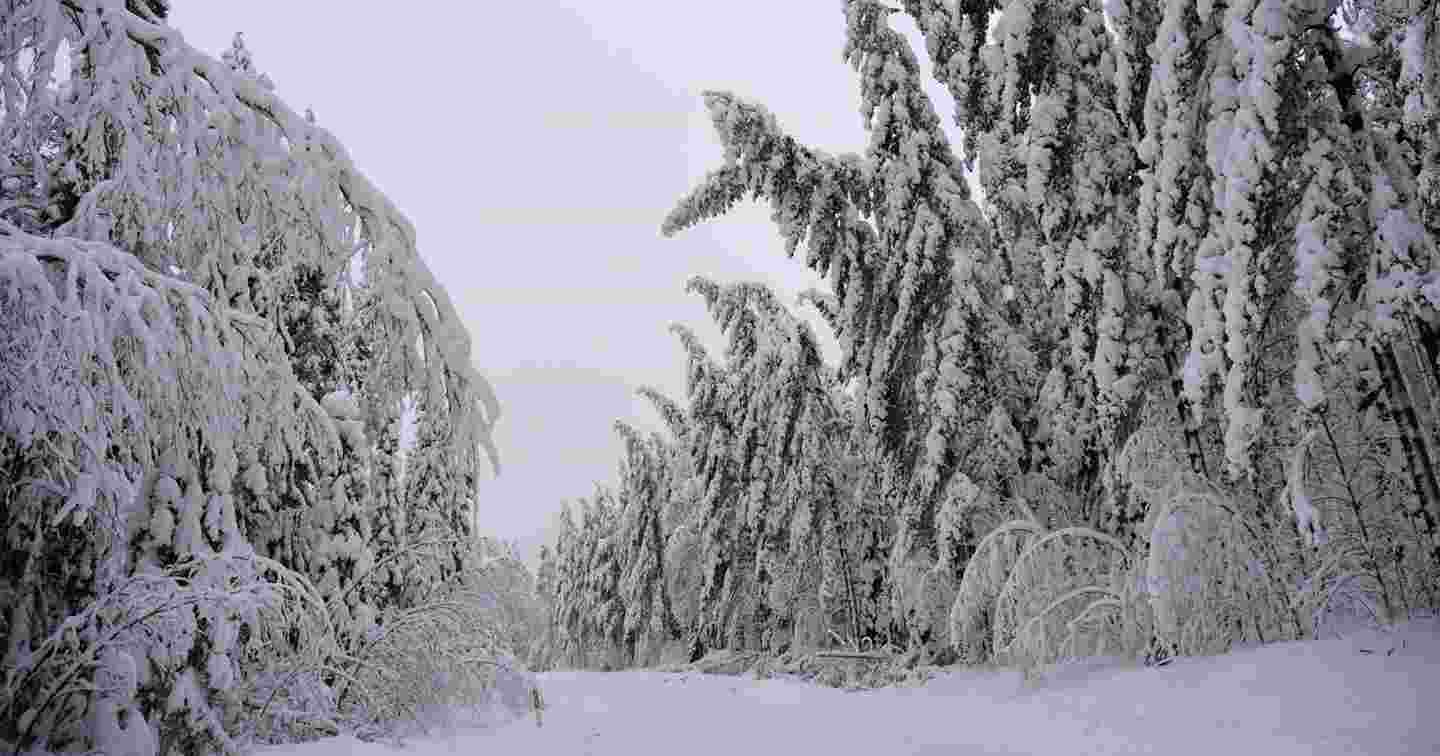 På vintern kan våt och tung snö böja träd över elledningarna.