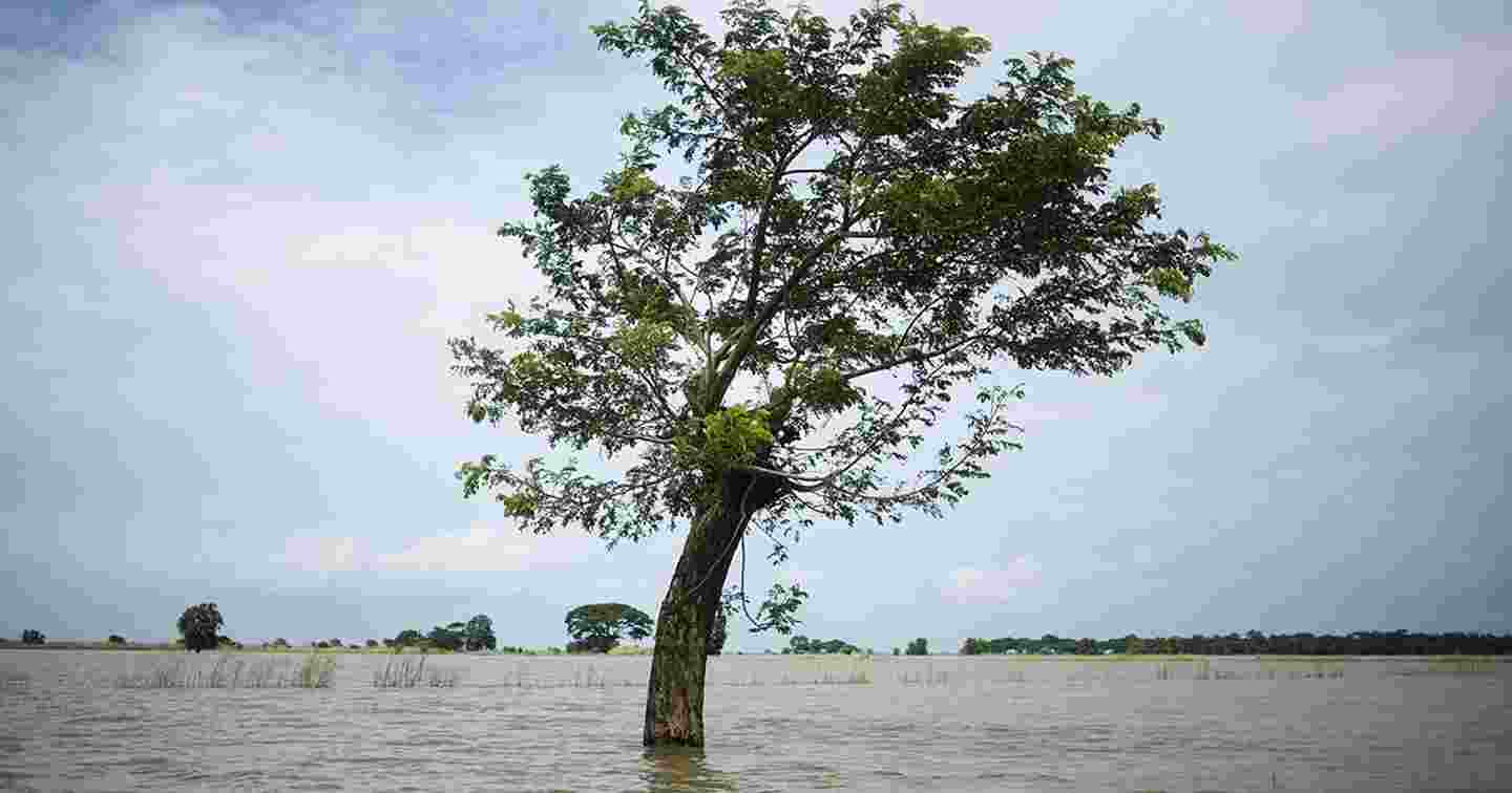 Ett träd stående mitt i en översvämning.